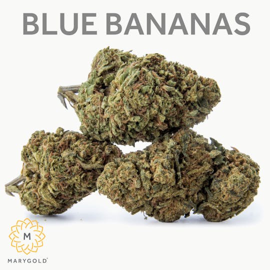 Marygold - Blue Bananas 14g (29% THC Hybrid) - 1