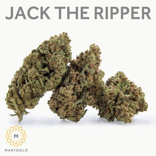 Marygold - Jack the Ripper 14g (26% THC Sativa) - 1