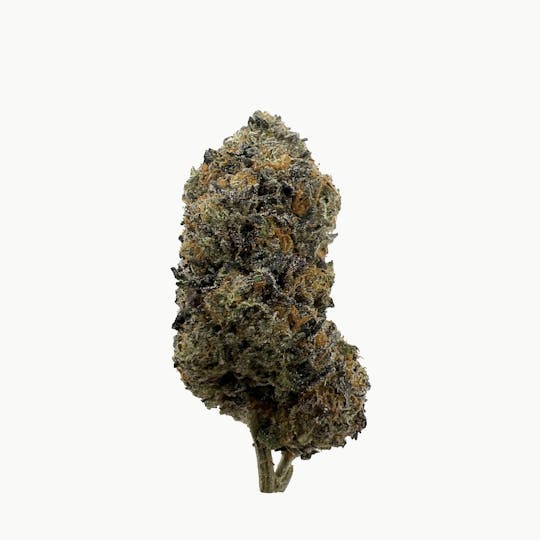 Indico - Gelato -New Horizons - 1