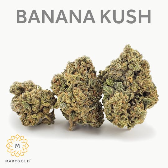 Marygold - Banana Kush 3.5g (31% THC Indica) - 1