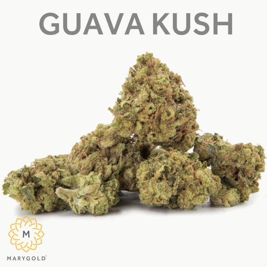 Marygold - Guava Kush 3.5g (35% THC Indica) - 1