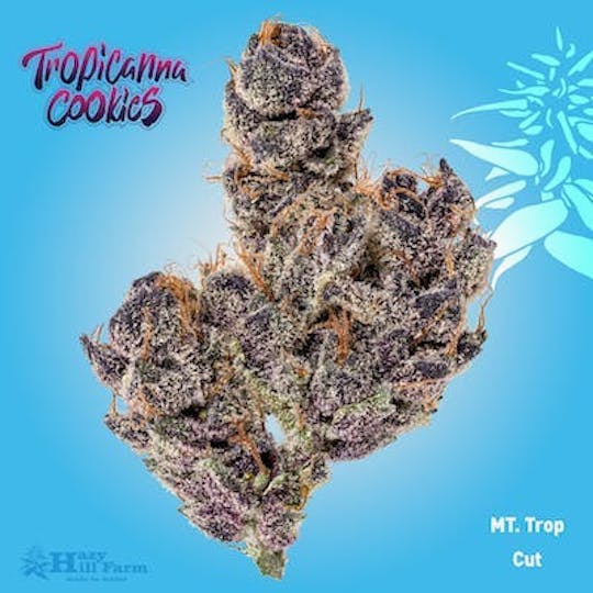 Hazy Hill Farm - MTN Trop - 1