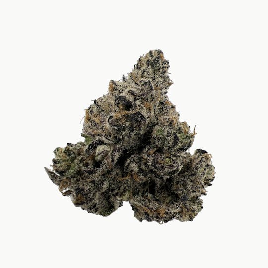 Indico - Lemon Cherry Pie - Bungludetch Farms - 1