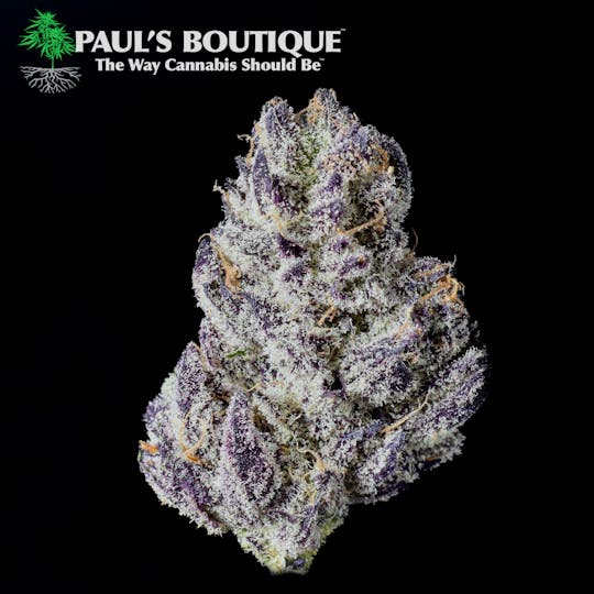 Paul's Boutique - White Truffle - 1