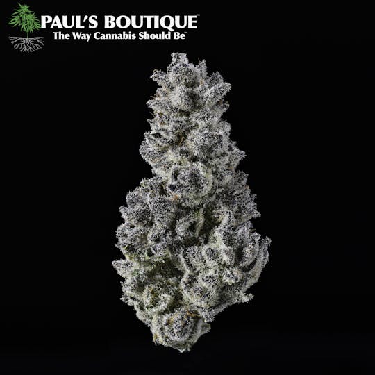 Paul's Boutique - Floruit - 1
