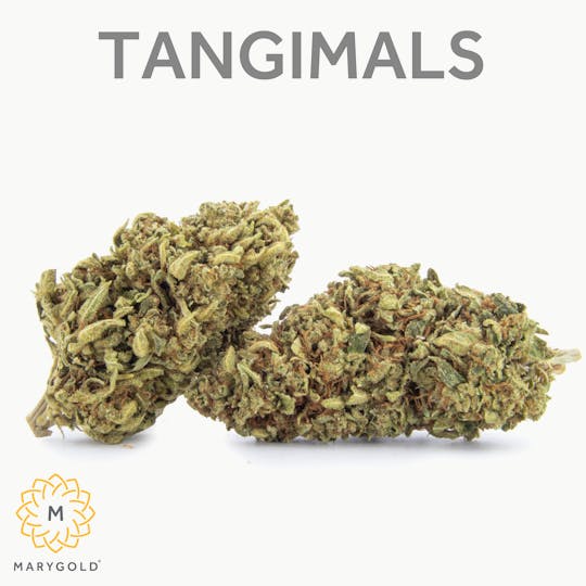 Marygold - Tangimals 3.5g (Sativa 22% THC) - 1