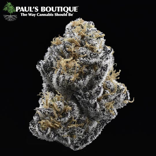 Paul's Boutique - Black Dog Kush - 1