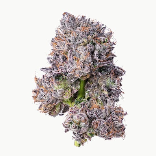Blue Chip - Purple Lotus Kush - 1
