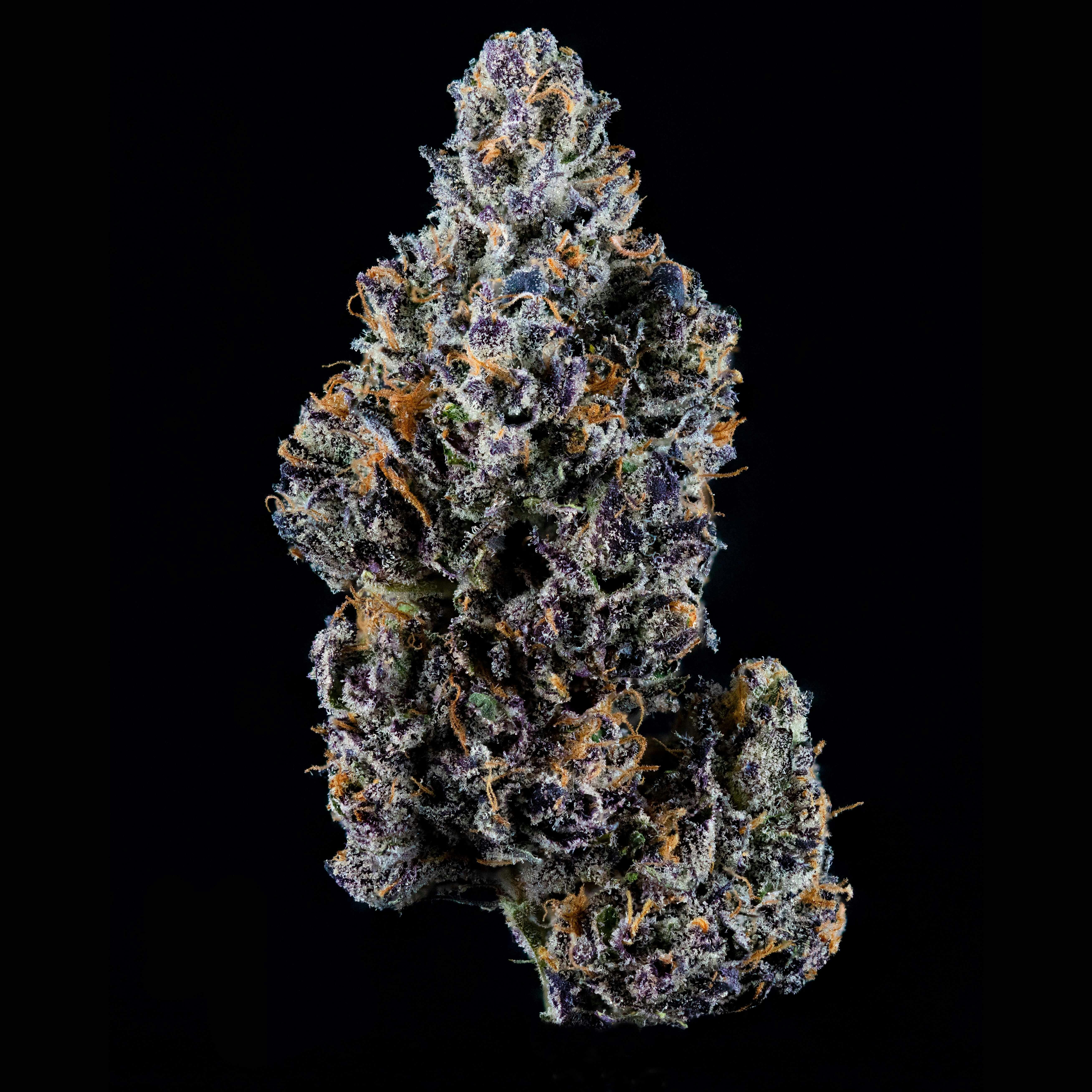 Maine Trees Sherb Cream Pie Flower Weedmaps