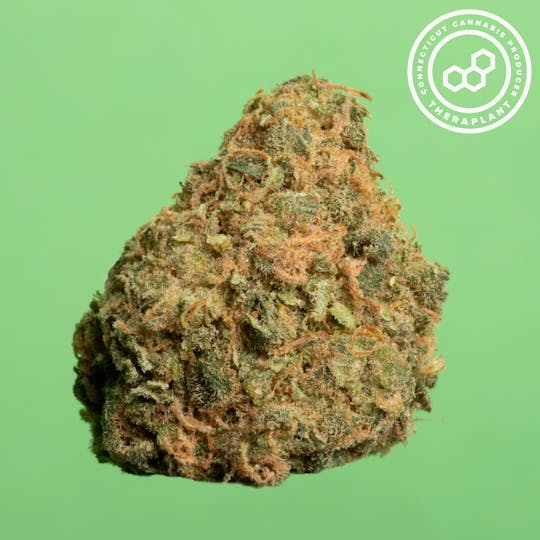 Theraplant - Tigerbrid T23.4 16564 - 1