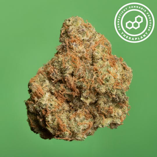 Theraplant - Macbrid T26.5 18290 - 1