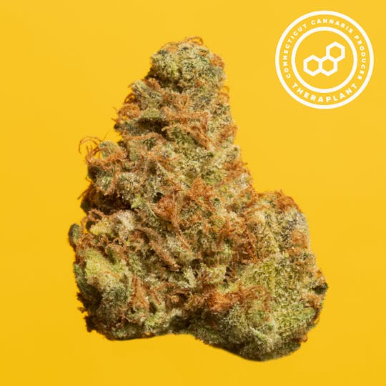 Theraplant - Aniva T22.3 18286 - 1