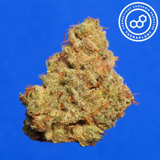 Theraplant - Balinica T24.1 16581 - 1