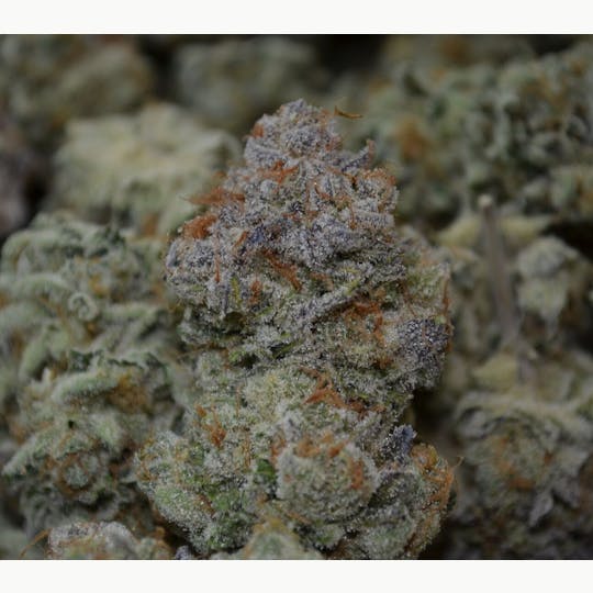Kismet Wellness - Organic Sour Banana Sherbert - 1