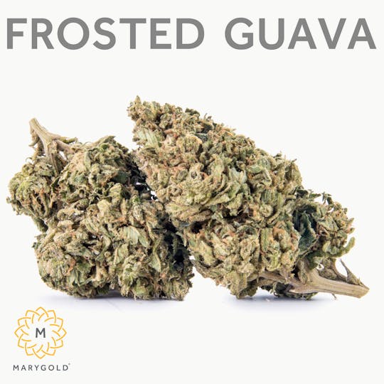Marygold - Frosted Guava 14g (28% THC Sativa) - 1