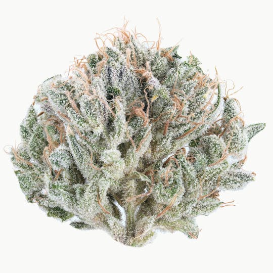 East Coast Cannabis - Ghost Train Haze #10 - 1