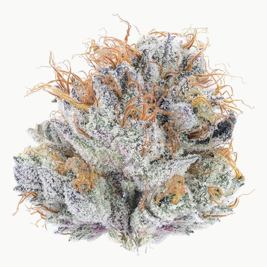 East Coast Cannabis - GMO 2.0 - 1