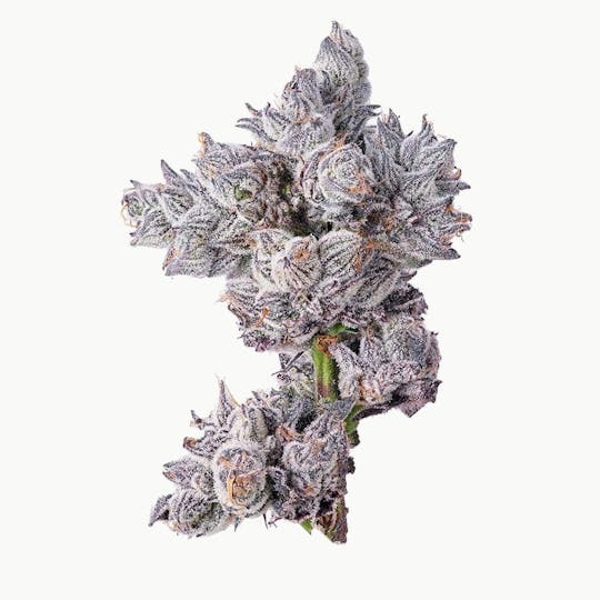 Purple Lotus - Blue Chip - Pushin' Popz - 1