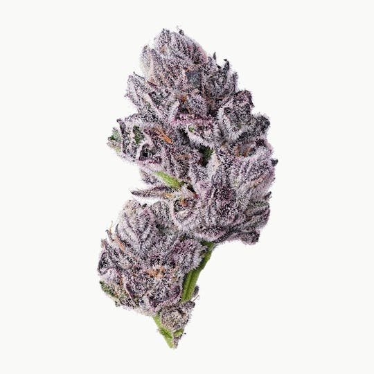 Purple Lotus - Blue Chip - Bluescotti - 1