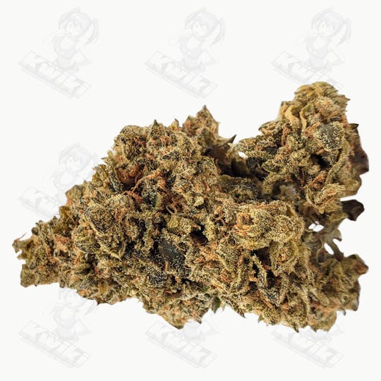 Oro - CRITICAL JACK *SUNGROWN* - 1