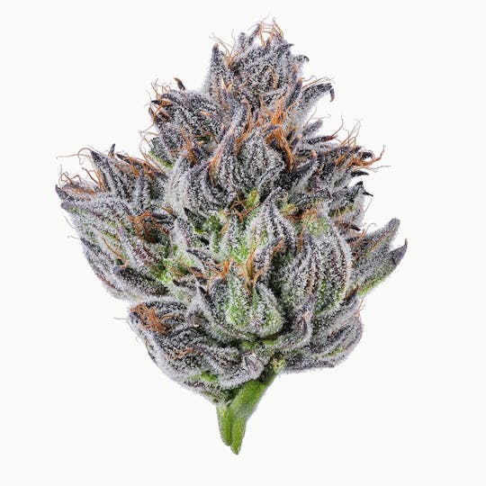 Purple Lotus - Blue Chip - Caribbean Cookies - 1