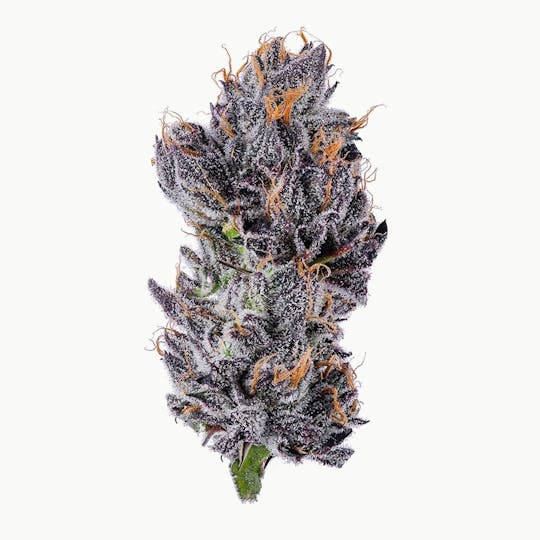 Purple Lotus - Blue Chip - Mango Runtz - 1