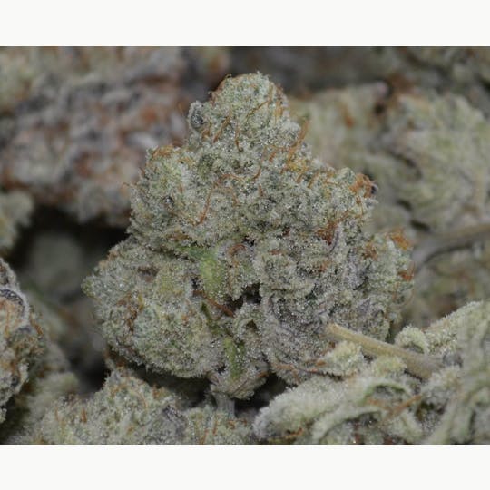 Kismet Wellness - Organic Carmelita - 1