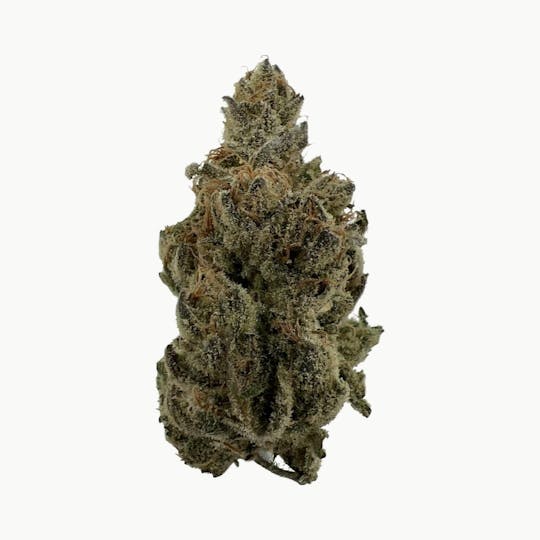Indico - Citrus Sap- Oasis Refinery - 1