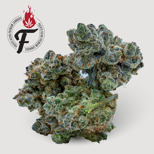 Fuego by Nature - Wedding Crasher - Fuego - 1