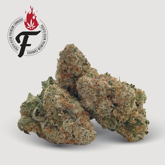 Fuego by Nature - Gorilla Scout - Fuego - 1