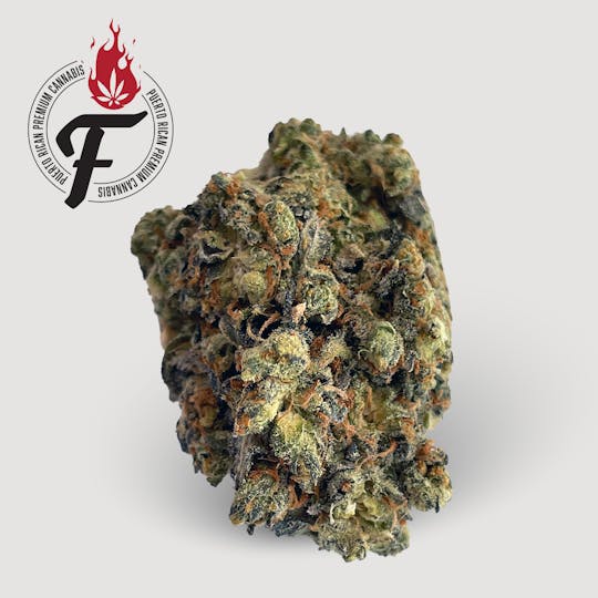 Fuego by Nature - Cinderella Haze - Fuego - 1