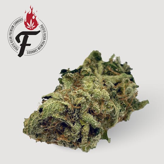 Fuego by Nature - Jack La Mota - Fuego - 1