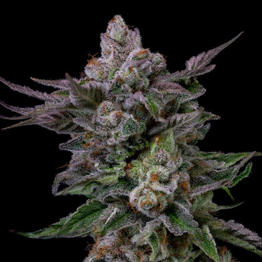 Great Northern Cannabis - Great Northern Cannabis Grape Kush 7G Prepackaged Flower (Hybrid) - 1