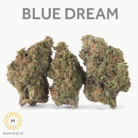 Marygold - Blue Dream 3.5g (Sativa 28% THC) - 1