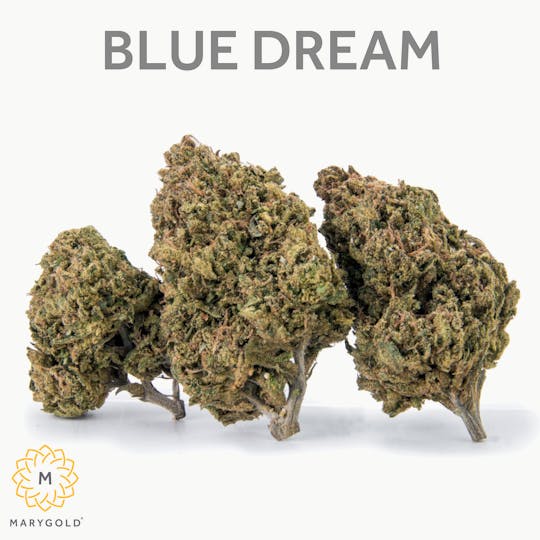 Marygold - Blue Dream 14g (Sativa 28% THC) - 1
