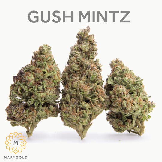 Marygold - Gush Mintz 3.5g (Indica 28% THC) - 1