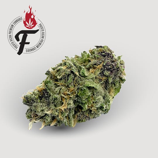Fuego by Nature - Pupil Magoo - Fuego - 1