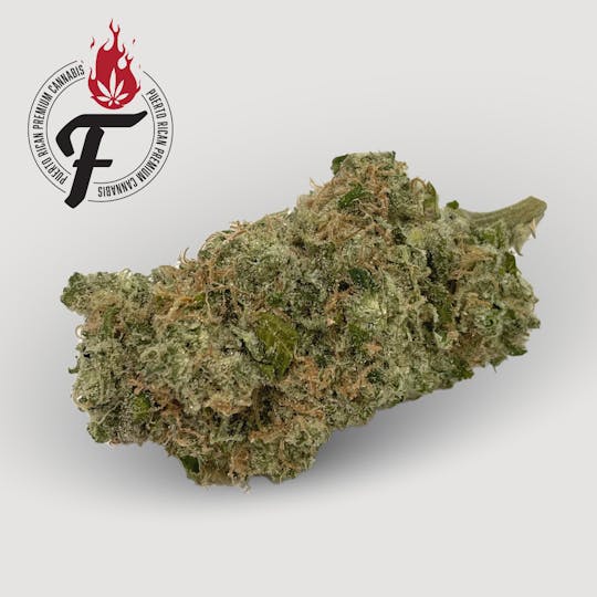 Fuego by Nature - Praying Mantis - Fuego - 1