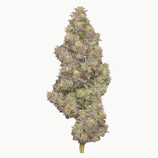 Enlighten - Cap Junky Deli Flower - 1