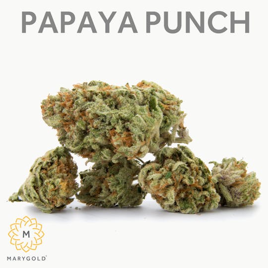 Marygold - Papaya Punch (Hybrid 28% THC) - 1