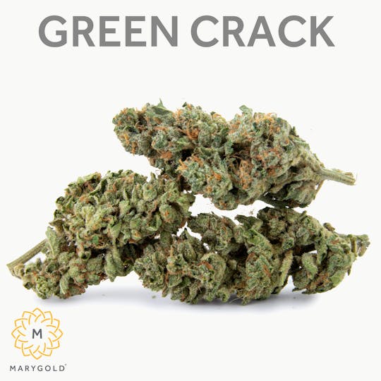 Marygold - Green Crack 3.5g (Sativa 29% THC) - 1