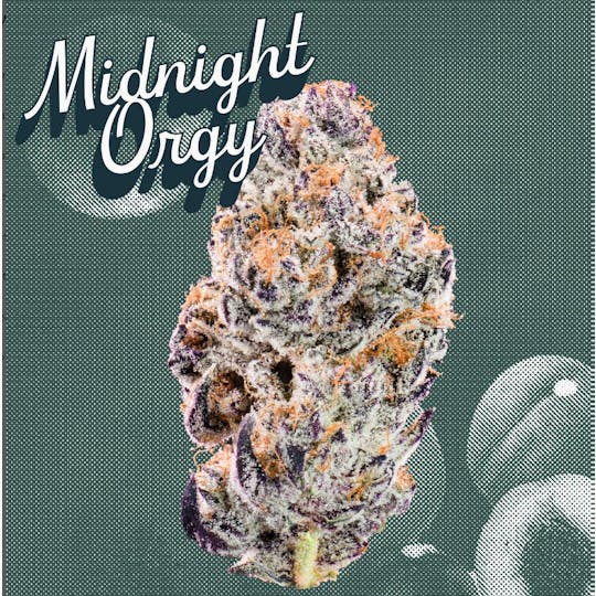 Kutz Premium Cannabis - KUTZ | Midnight Orgy - 1