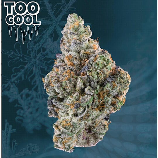 Kutz Premium Cannabis - KUTZ | Too Cool - 1