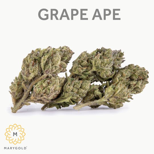 Marygold - Grape Ape 3.5g (Indica 29% THC) - 1