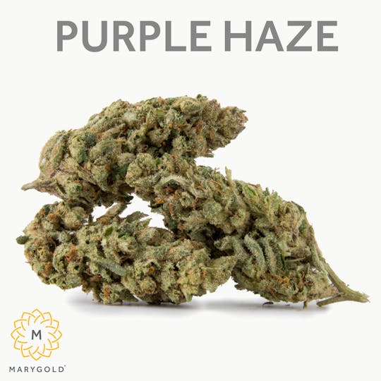 Marygold - Purple Haze 14g (Sativa 29%) - 1