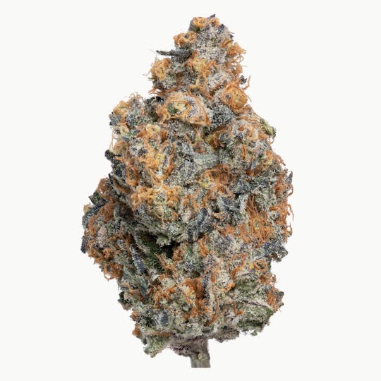 Wildfire - Banana Hammock Flower - 1