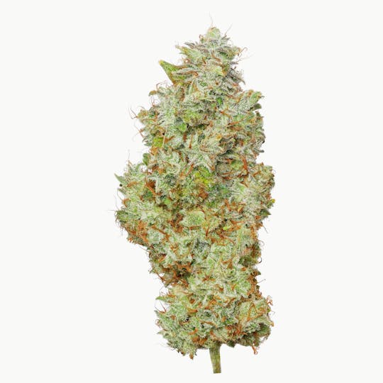 Enlighten - Lemon Tree - 1