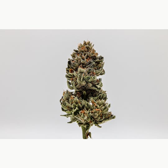 River Remedy - River Remedy: Mimosa 3.5g - 1