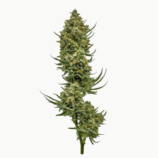 Heartland Farms - Chimpancheeze - 1