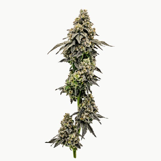 Heartland Farms - Maple Breath - 1